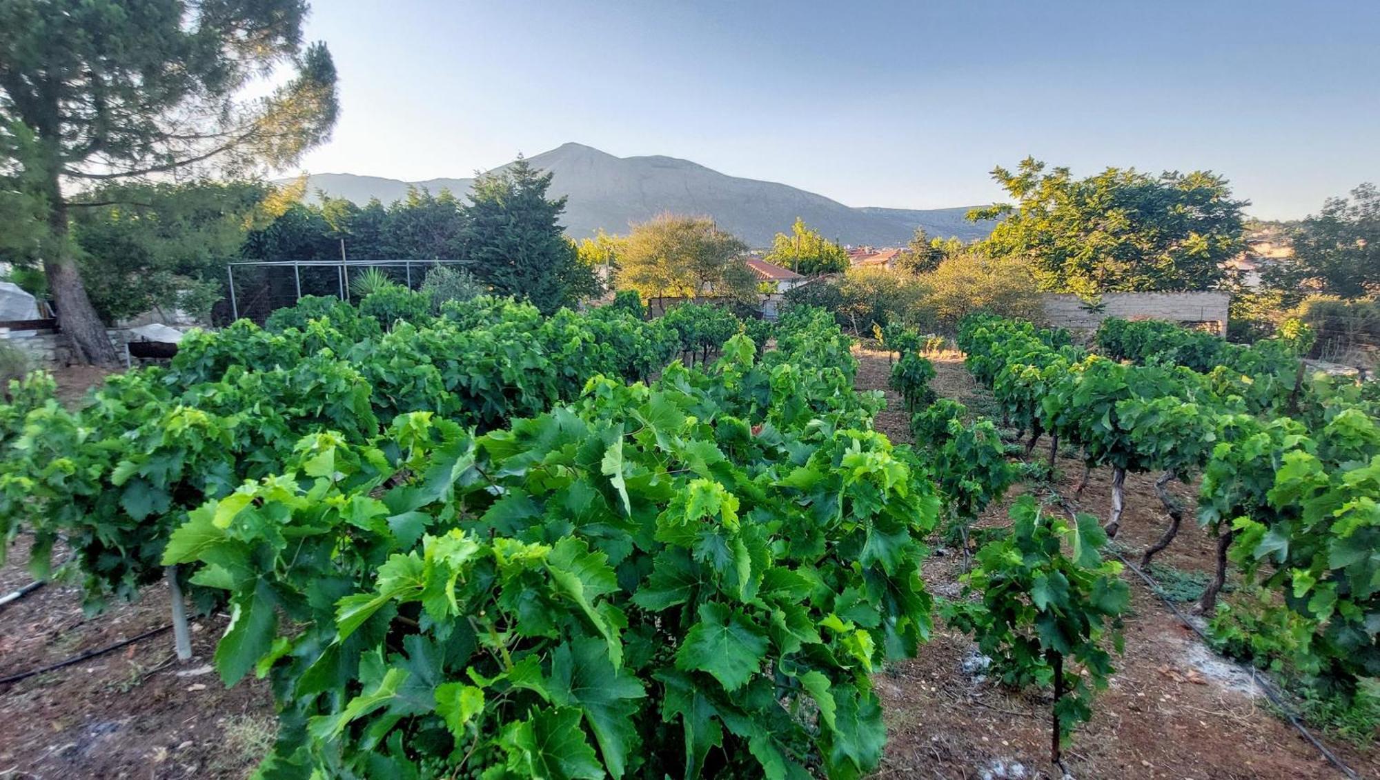 Appartamento Κορωνιδα Ligourio Esterno foto